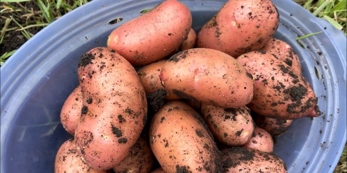 Prieš sodindamas bulves į duobutę įdedu vieną dalyką – derlius padvigubėja be brangių trąšų