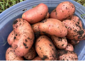 Prieš sodindamas bulves į duobutę įdedu vieną dalyką – derlius padvigubėja be brangių trąšų