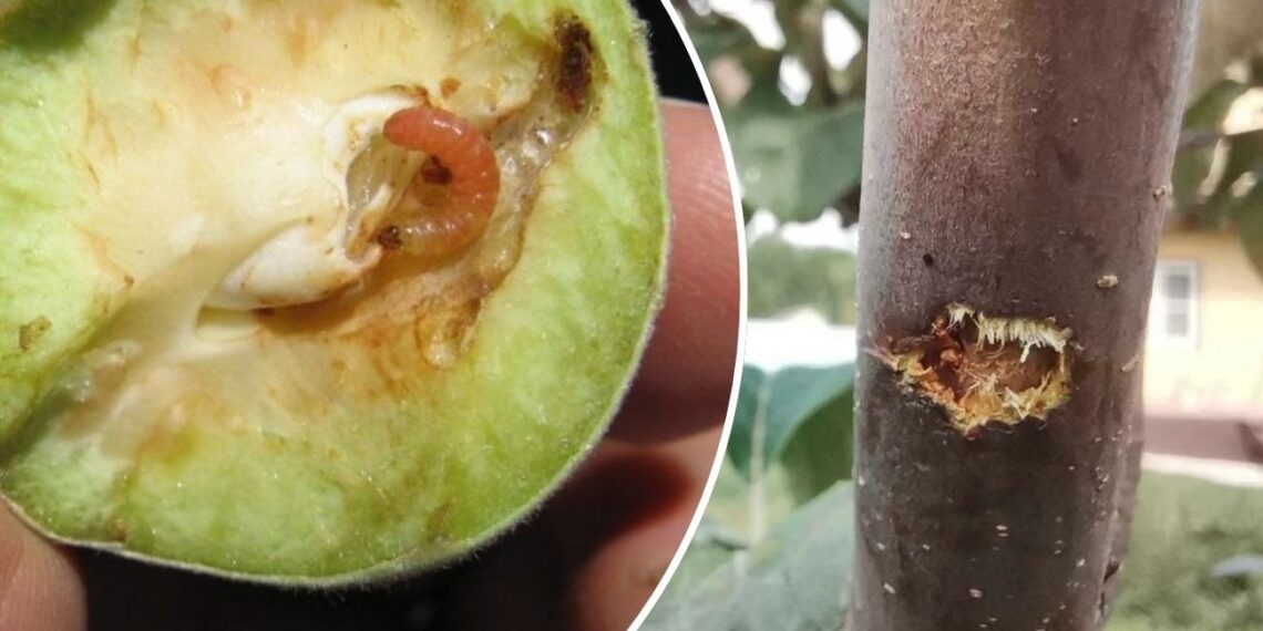 Vienas purškimas anksti pavasarį – ir kirminai nebegrįš visą vasarą