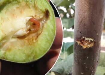 Vienas purškimas anksti pavasarį – ir kirminai nebegrįš visą vasarą