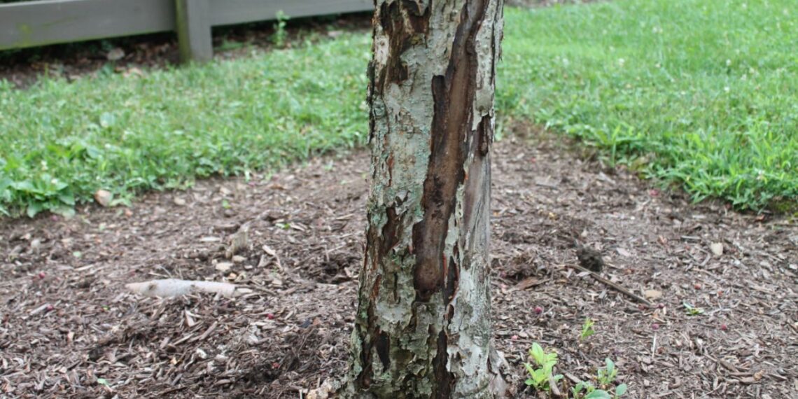 Sodininkai pataria: vienas pavasarinis triukas gali apsaugoti obelis nuo šalčio