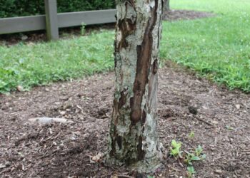 Sodininkai pataria: vienas pavasarinis triukas gali apsaugoti obelis nuo šalčio