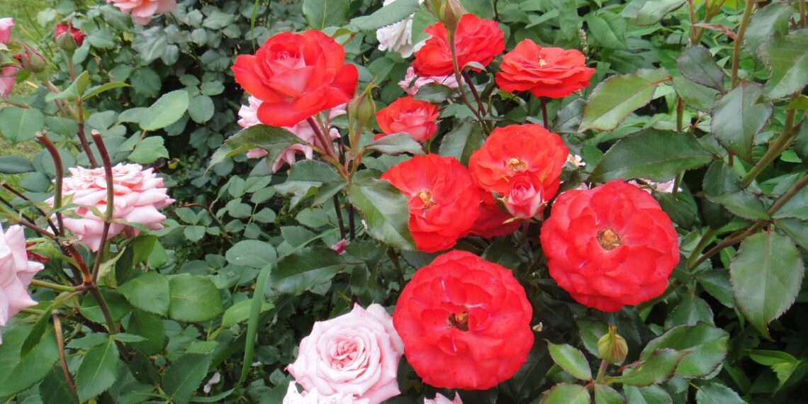 Kaip priversti rožes žydėti nuolat be genėjimo: paprastas, bet veiksmingas metodas