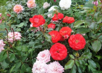 Kaip priversti rožes žydėti nuolat be genėjimo: paprastas, bet veiksmingas metodas