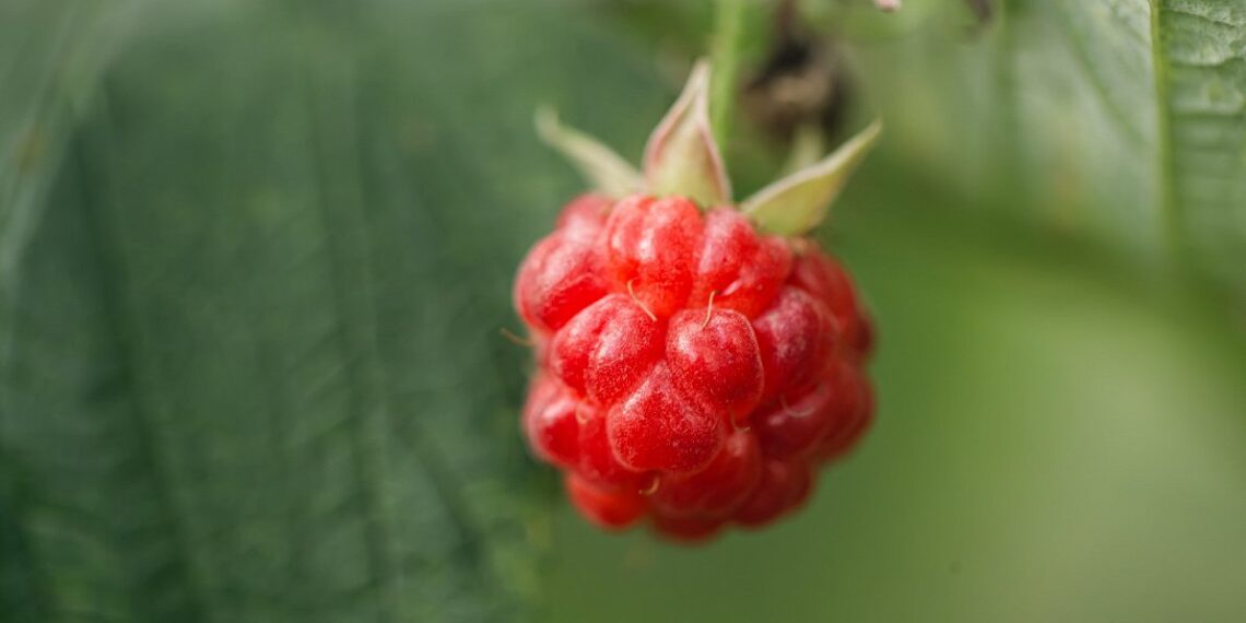 Rudeninės avietės kelia ginčus: pjauti iki žemės ar palikti? Ekspertės atsakymas