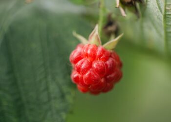 Rudeninės avietės kelia ginčus: pjauti iki žemės ar palikti? Ekspertės atsakymas