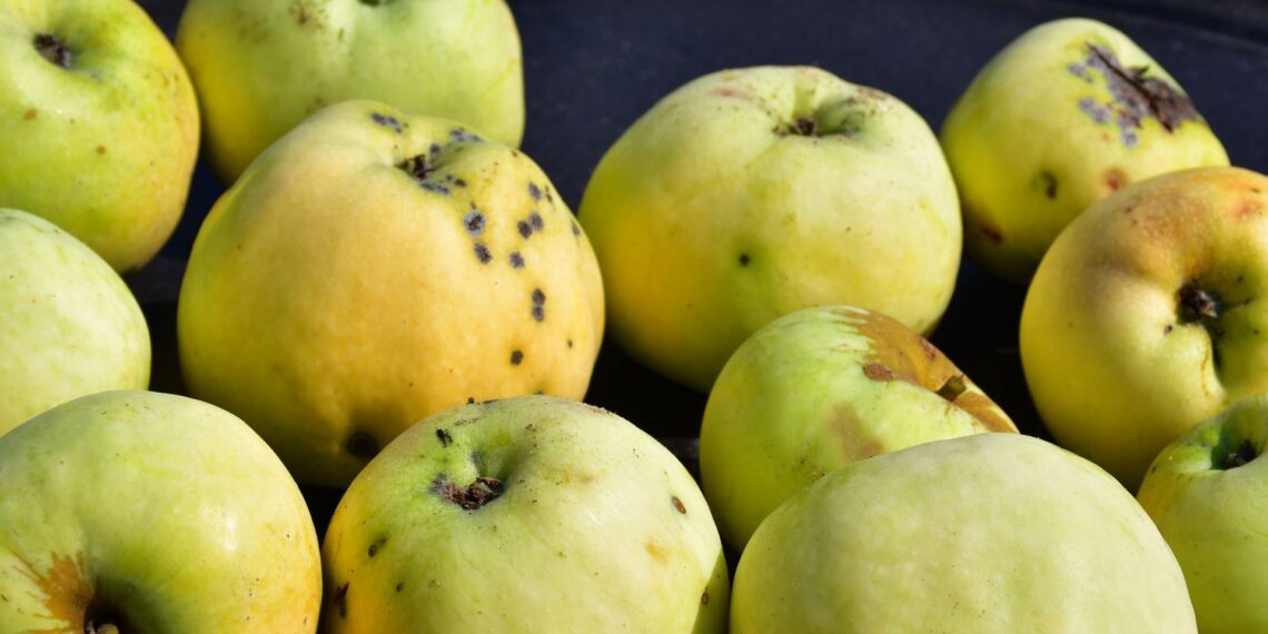 Rudos dėmės ant obuolių: ką jos iš tikrųjų reiškia ir kodėl jų nereikėtų bijoti