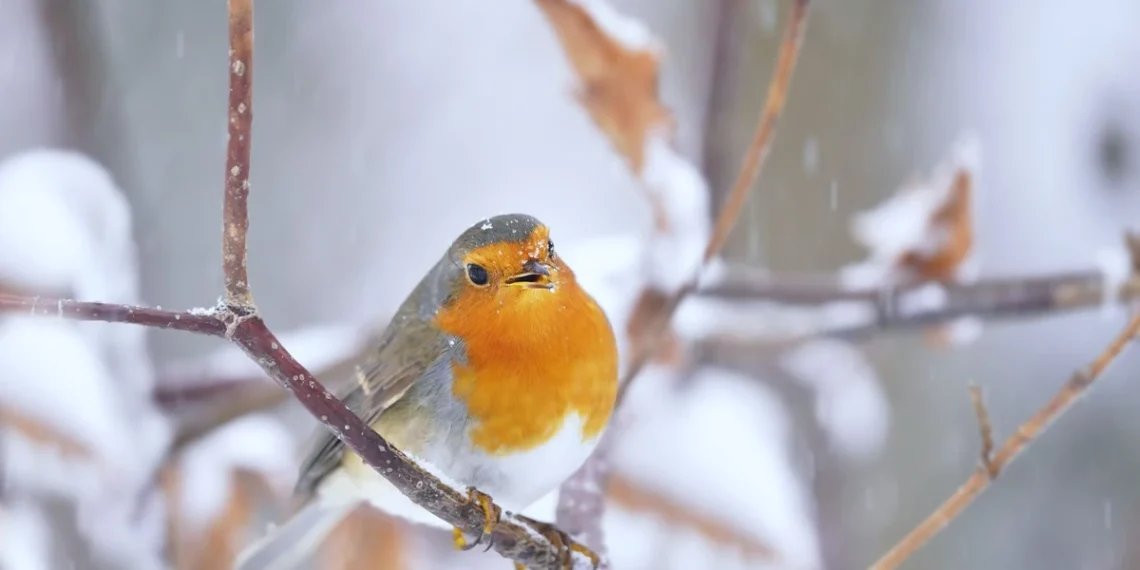Kaip prisivilioti rudnosį į savo kiemą: keli paprasti triukai, kurie veikia net žiemą