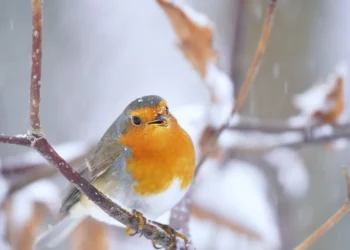 Kaip prisivilioti rudnosį į savo kiemą: keli paprasti triukai, kurie veikia net žiemą