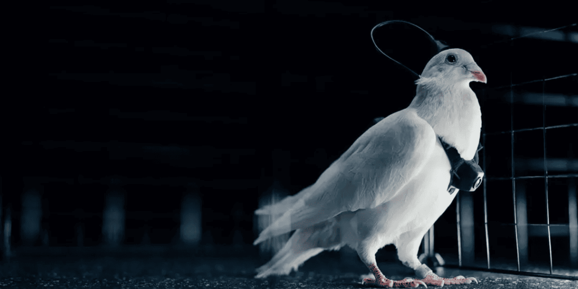 Rusija kuria „paukščių armiją“? Smegenų implantais valdomi biodronai kelia nerimą ekspertams