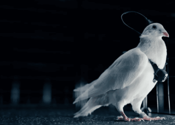 Rusija kuria „paukščių armiją“? Smegenų implantais valdomi biodronai kelia nerimą ekspertams