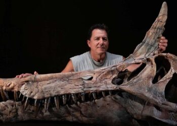 Saharoje aptiktas naujas spinozauras: jo paslaptinga kaukolės szkiauterė glumina mokslininkus