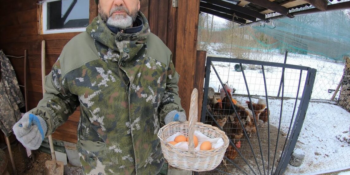 Vištos žiemą vėl deda kasdien: ūkininkė į lesalą įmaišo vieną ingredientą