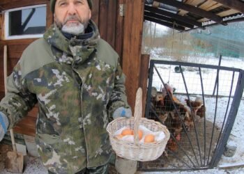Vištos žiemą vėl deda kasdien: ūkininkė į lesalą įmaišo vieną ingredientą