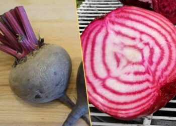 Saldūs ir be kartumo burokėliai? Viena gudrybė prieš sėją keičia viską