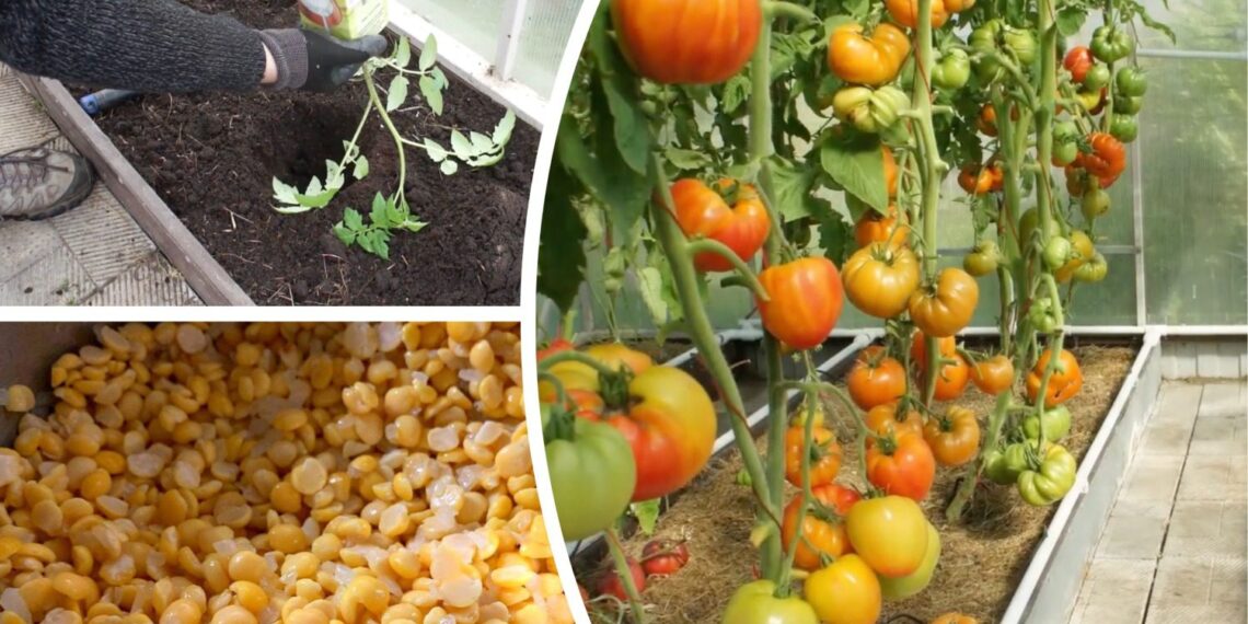 Šaukštas į sodinimo duobutę – ir pomidorai dera gausiau bei būna atsparesni ligoms