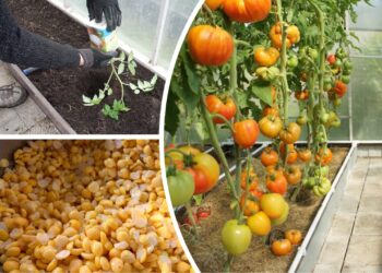 Šaukštas į sodinimo duobutę – ir pomidorai dera gausiau bei būna atsparesni ligoms