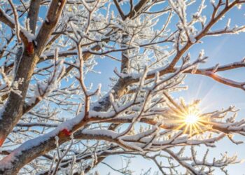 Dar nevėlu: šias gėles galima išgelbėti, jei imsitės veiksmų dabar