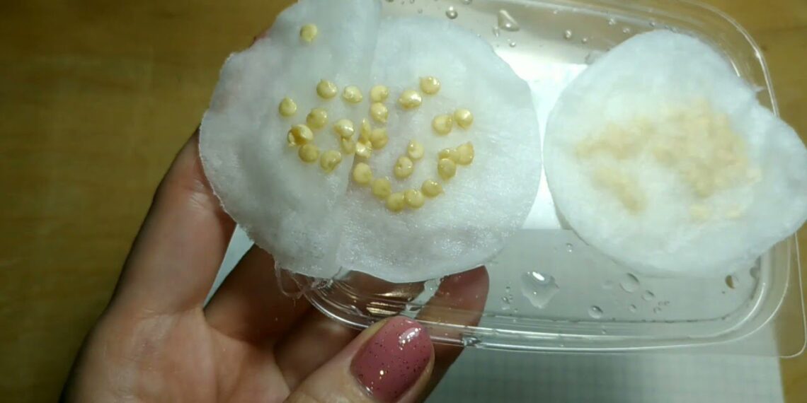 Sėdavo 100 sėklų, sudygdavo tik 30: paprastas triukas daigumą pakėlė iki 90 %