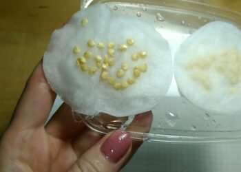 Sėdavo 100 sėklų, sudygdavo tik 30: paprastas triukas daigumą pakėlė iki 90 %