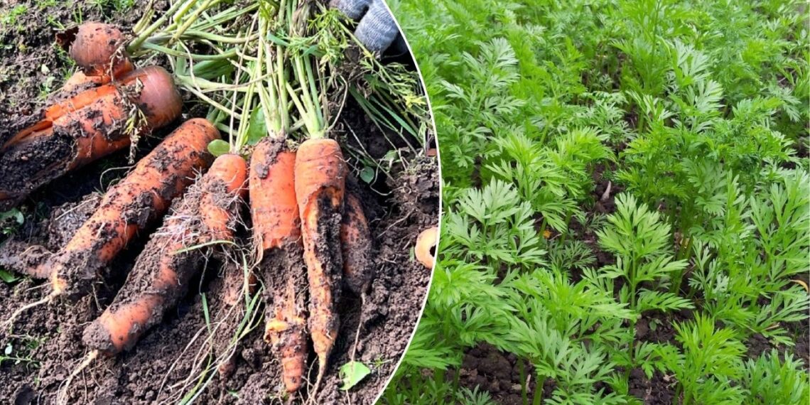 Dvigubas morkų derlius be papildomų trąšų? Paslaptis slypi sėjos būde