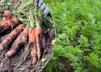 Dvigubas morkų derlius be papildomų trąšų? Paslaptis slypi sėjos būde