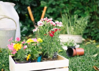 Sodininkų paslaptis: 5 gėlės, kurios padeda atbaidyti kenkėjus darže