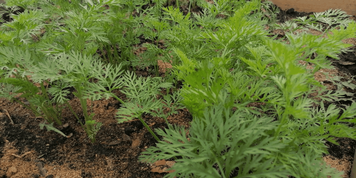 Sena daržininko gudrybė sodinant morkas: derlius išauga iki 90 %, o ravėti beveik nereikia