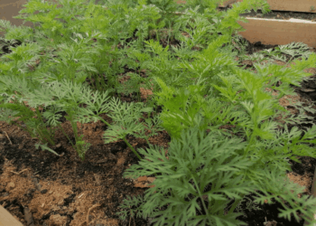 Sena daržininko gudrybė sodinant morkas: derlius išauga iki 90 %, o ravėti beveik nereikia