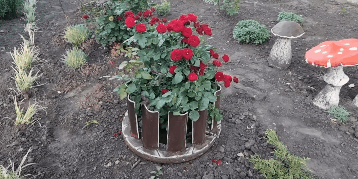 Seną šiferį jau ruošiausi išmesti, bet kaimynė parodė gudrų triuką – daržas dabar atrodo kaip iš žurnalo