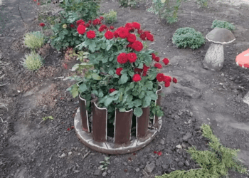 Seną šiferį jau ruošiausi išmesti, bet kaimynė parodė gudrų triuką – daržas dabar atrodo kaip iš žurnalo