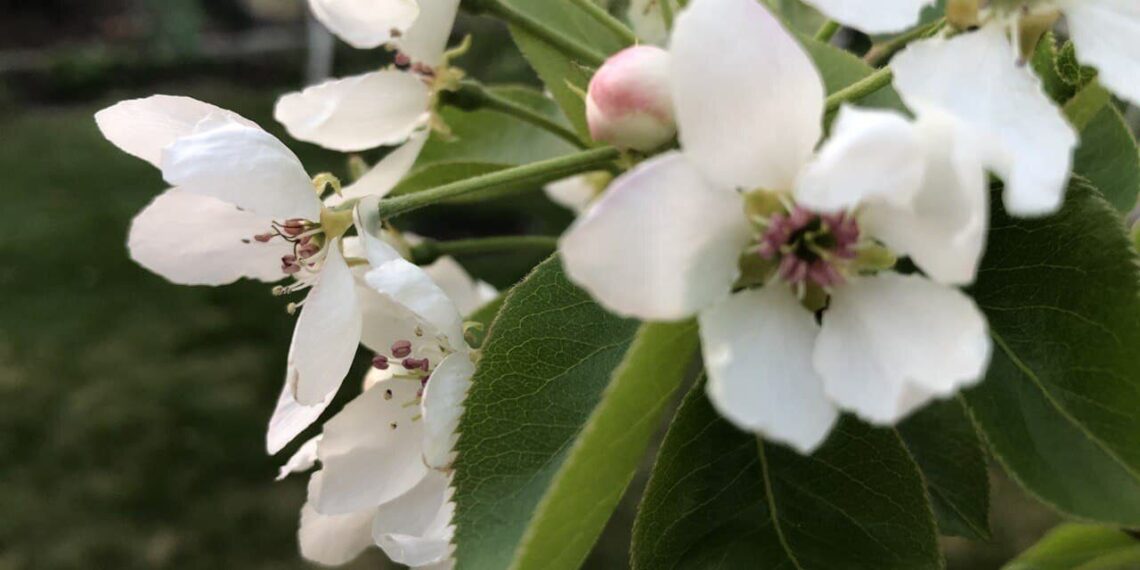 Sena sodininkų gudrybė: 500 g šios priemonės 10 l vandens padeda išvengti obuolių puvimo