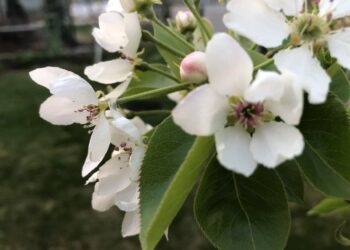 Sena sodininkų gudrybė: 500 g šios priemonės 10 l vandens padeda išvengti obuolių puvimo