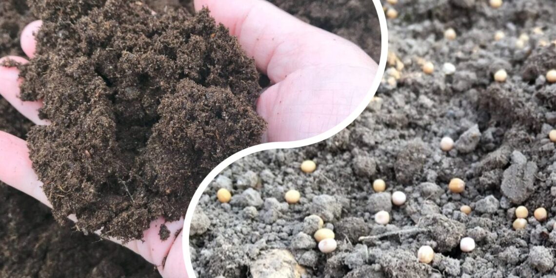 Senas kaimyno triukas, kuris stebina iki šiol: ką sėti lysvėse vos nutirpus sniegui