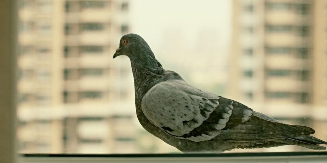 Mįslė iš praeities: kamine aptikta šifruota žinutė glumina istorikus