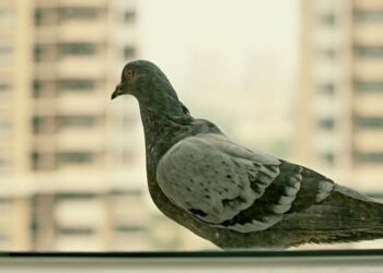 Mįslė iš praeities: kamine aptikta šifruota žinutė glumina istorikus