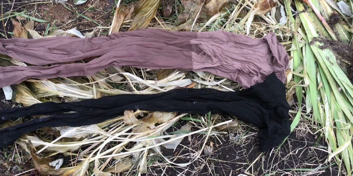 Niekada nebeišmesite pėdkelnių: šis triukas darže pranoksta lūkesčius