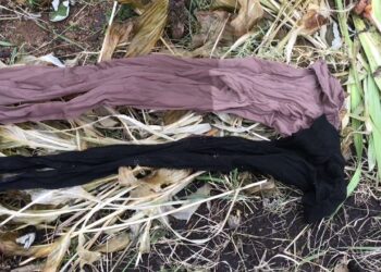 Niekada nebeišmesite pėdkelnių: šis triukas darže pranoksta lūkesčius