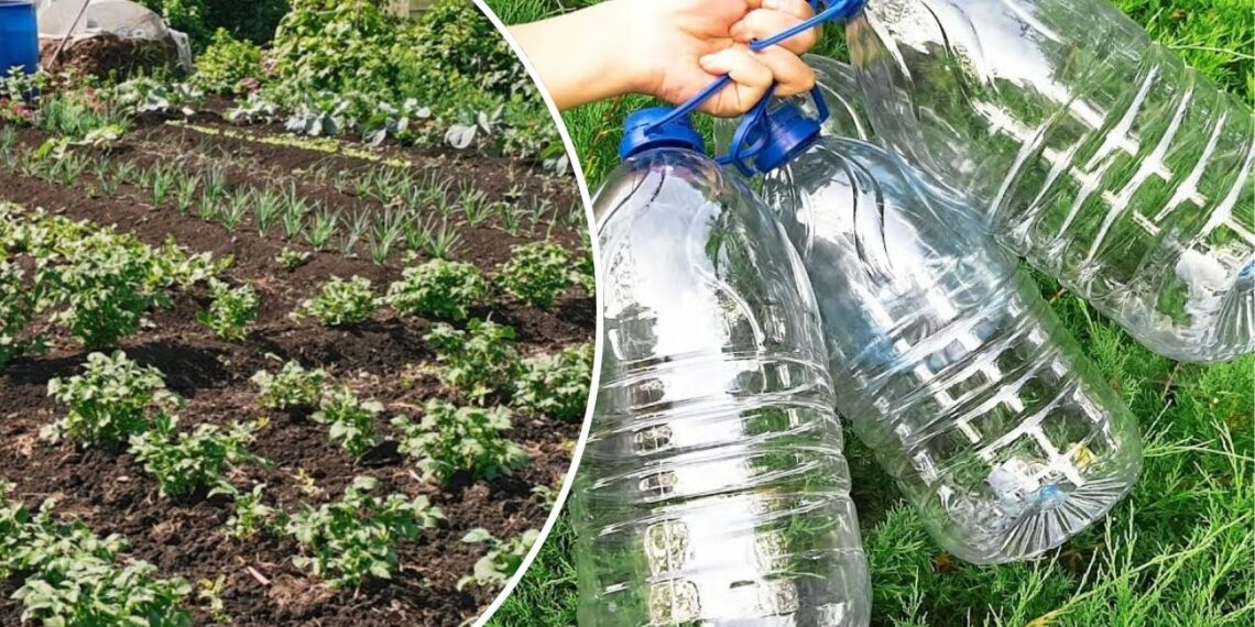 Viena paprasta gudrybė su plastikiniais buteliais pakeitė visą daržo derlių