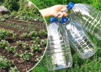 Viena paprasta gudrybė su plastikiniais buteliais pakeitė visą daržo derlių