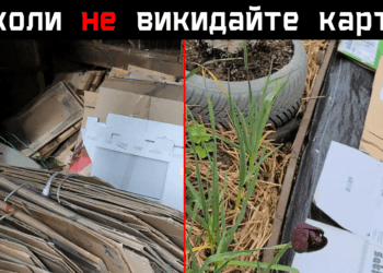 Seno kartono niekada neišmetu: 5 šokiruojantys triukai, kaip makulatūra paverčia derlių milžinišku