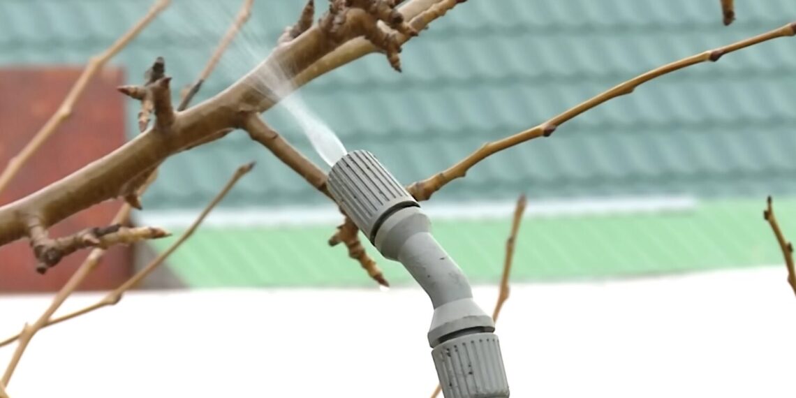 Daržininkų paslaptis: mišinys, kuris apsaugo medžius nuo ligų