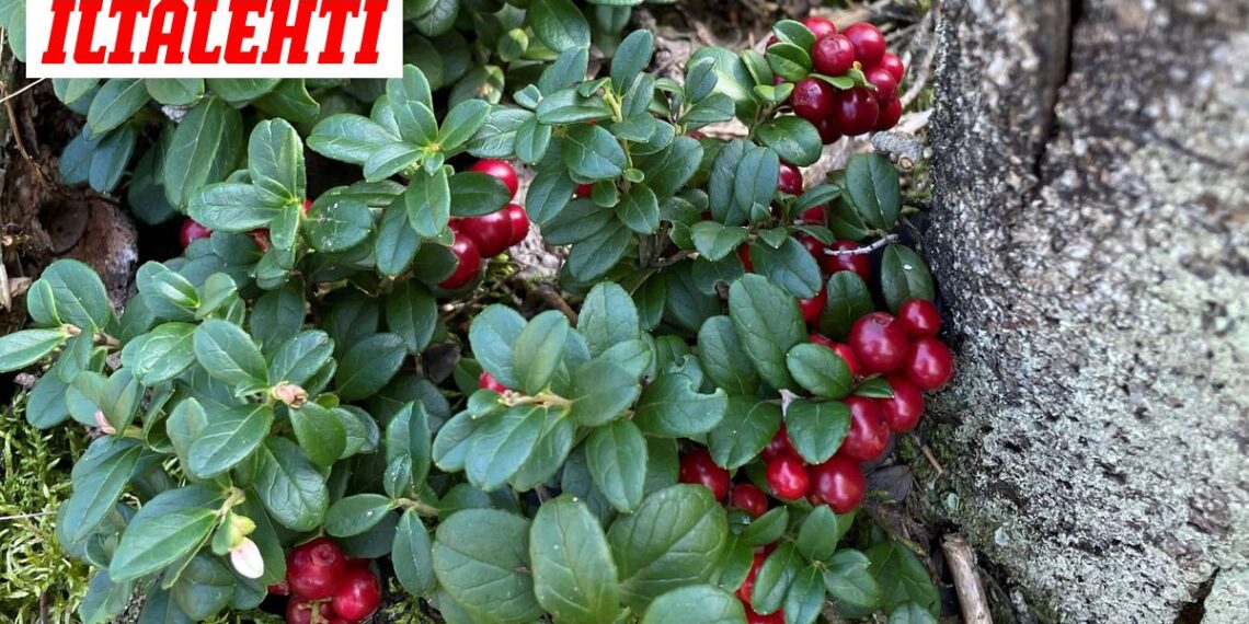 Ši įprasta uoga gali būti itin naudinga sveikatai: medikai rekomenduoja ją įtraukti į kasdienę mitybą