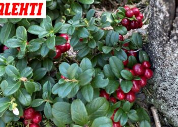 Ši įprasta uoga gali būti itin naudinga sveikatai: medikai rekomenduoja ją įtraukti į kasdienę mitybą