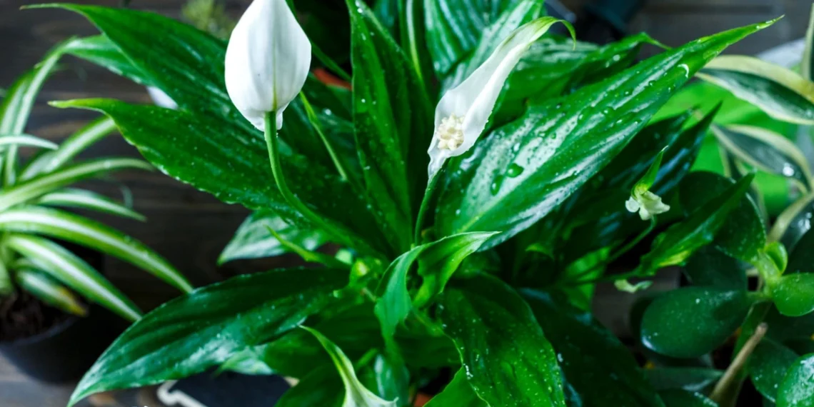 Žaliapalmė nežydi? Šis paprastas mišinys gali paskatinti naujus žiedus