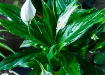 Žaliapalmė nežydi? Šis paprastas mišinys gali paskatinti naujus žiedus