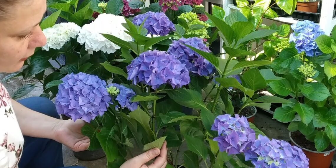Sodininkai renkasi naują metodą: hortenzijoms mėšlo nebereikia?