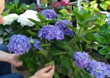 Sodininkai renkasi naują metodą: hortenzijoms mėšlo nebereikia?