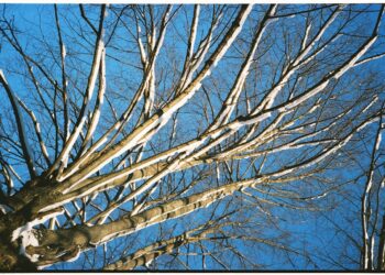 Po žiaurios žiemos agronomai pataria: pavasarį būtinai naudokite šias 3 trąšas
