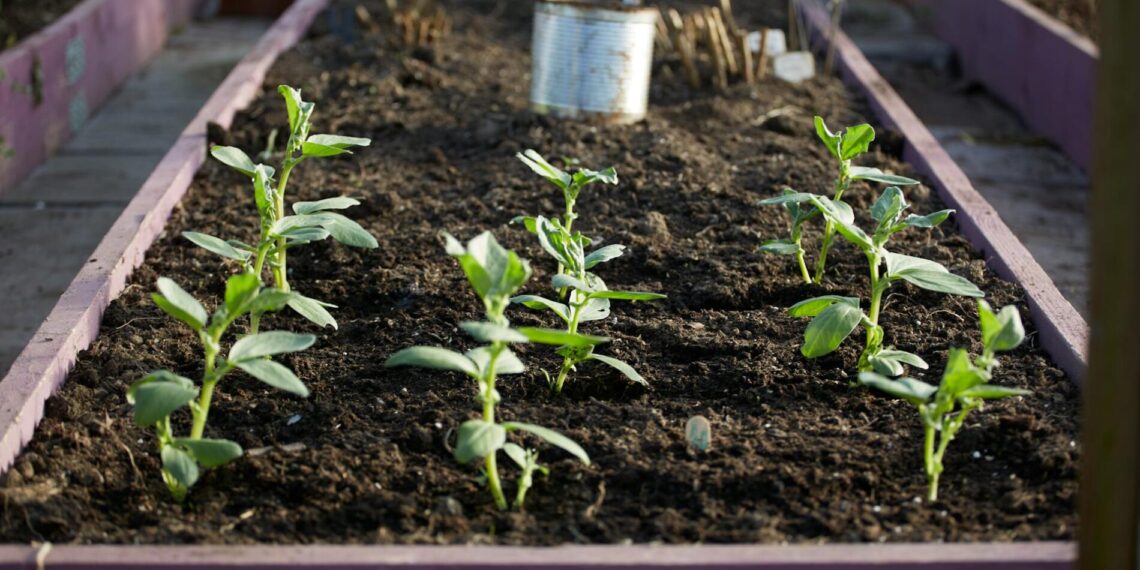 Sėju vasarį ir laimiu pavasarį: gėlės, dėl kurių kaimynai pavydi